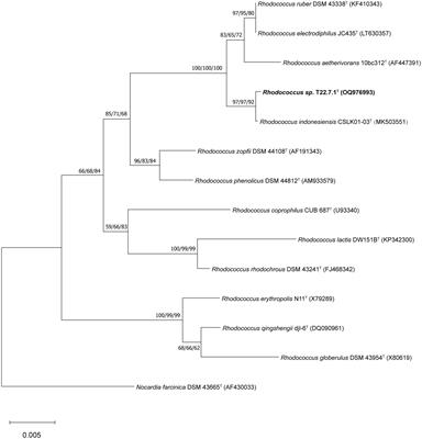 A new strain of Rhodococcus indonesiensis T22.7.1T and its functional potential for deacetylation of chitin and chitooligsaccharides